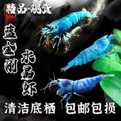 蓝金刚水晶虾观赏虾水晶虾除藻虾鲜活好养活淡水鱼缸工具虾宠物虾