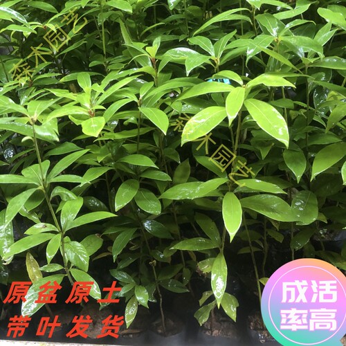 正宗四川金丝楠木树苗桢楠树苗名贵庭院园林绿化室外四季常绿名木