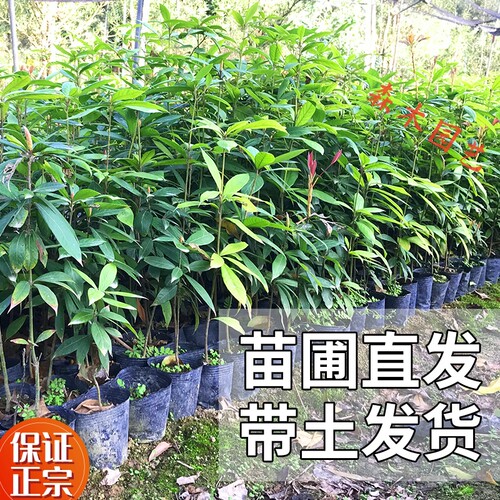 正宗四川金丝楠木树苗桢楠树苗名贵庭院园林绿化室外四季常绿名木