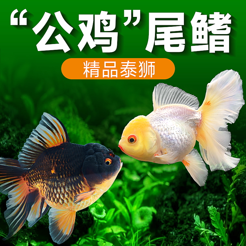 yee活鱼泰狮金鱼冷淡水鱼公鸡尾