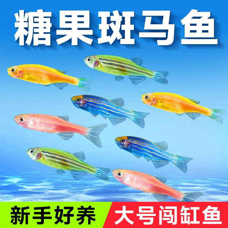 蝶翼斑马鱼热带观赏鱼小型淡水天使鱼孔雀鱼耐活灯科小鱼苗宠物鱼