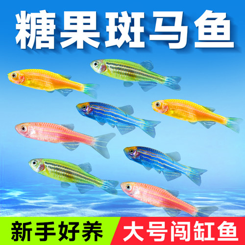 yee观赏鱼斑马鱼淡水热带鱼