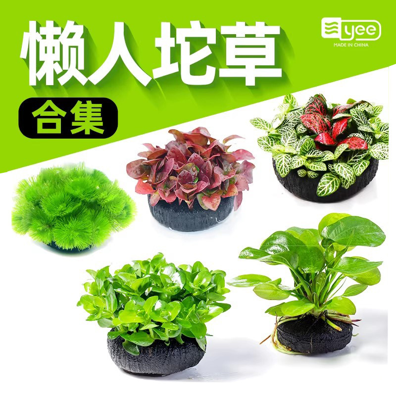 鱼缸水草坨草植物活体增氧阴性生态水培绿植新手懒人造景无需底砂