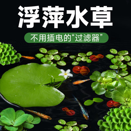 浮萍水草植物鱼缸水培一叶莲水葫芦水芙蓉古法养鱼造景增氧真水草