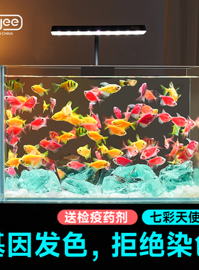 天使鱼热带观赏鱼小型鱼苗淡水鱼小鱼斑马鱼孔雀鱼耐活好养宠物鱼