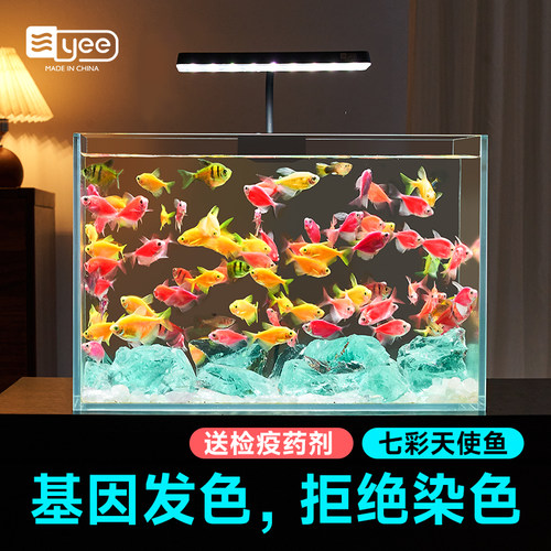yee天使鱼热带观赏鱼好养耐活