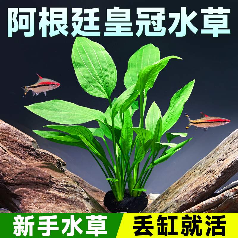 yee阿根廷皇冠杆茎粗壮叶片肥大