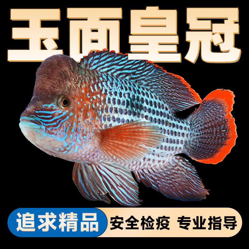 爆头红尾皇冠鱼活体玉面皇冠鱼起头活鱼蓝面财神中大型热带观赏鱼
