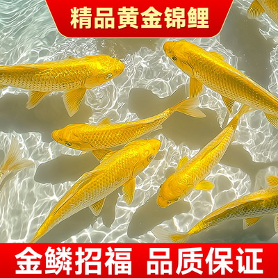 黄金锦鲤活鱼招财鱼金鱼活鱼好养耐活冷水鱼鱼苗活体小金鱼观赏鱼