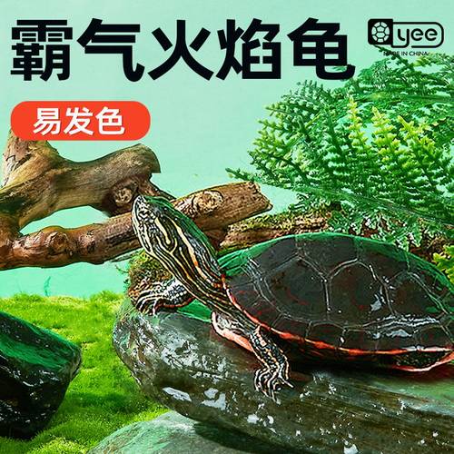 冷水火焰龟yee独立外塘养殖
