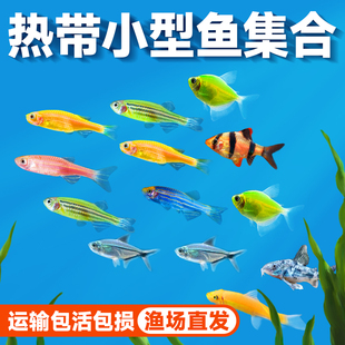 热带小型观赏鱼苗天使鱼斑马鱼曼龙鱼黑尾大勾金苔鼠鱼活体宠物鱼