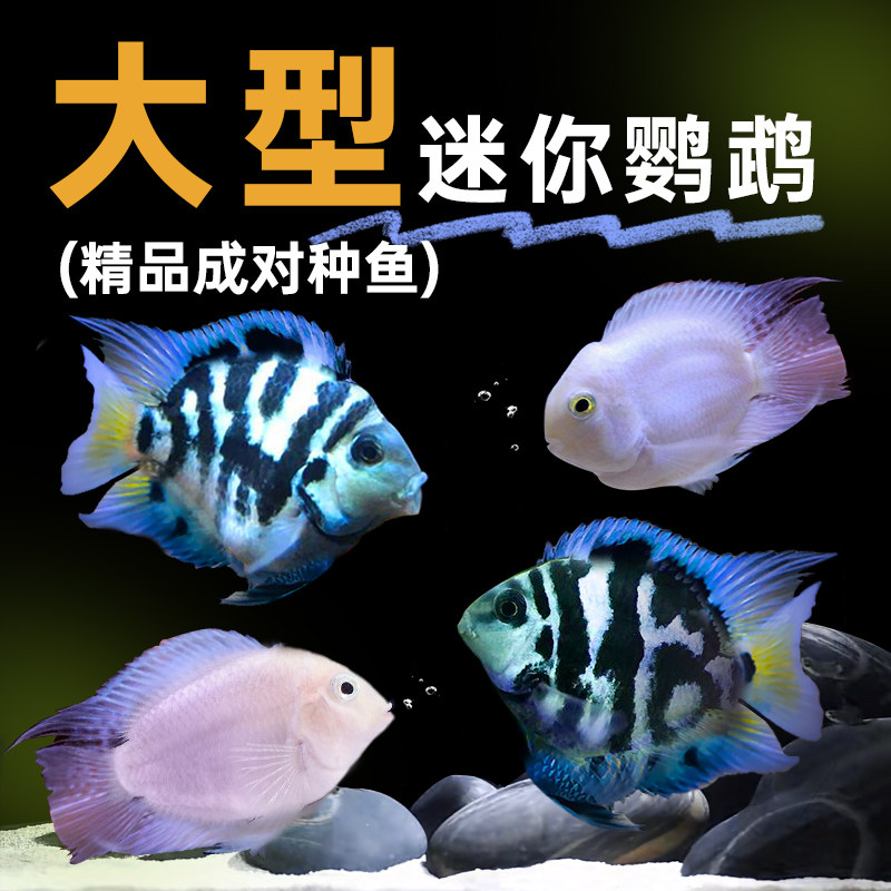 迷你鹦鹉鱼yee种鱼一对宝蓝淡水