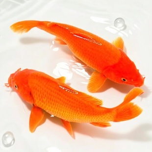 大规格红鲤鱼苗兴国红鲤鱼特大可食用观赏鱼淡水耐活鱼冷水鱼包活