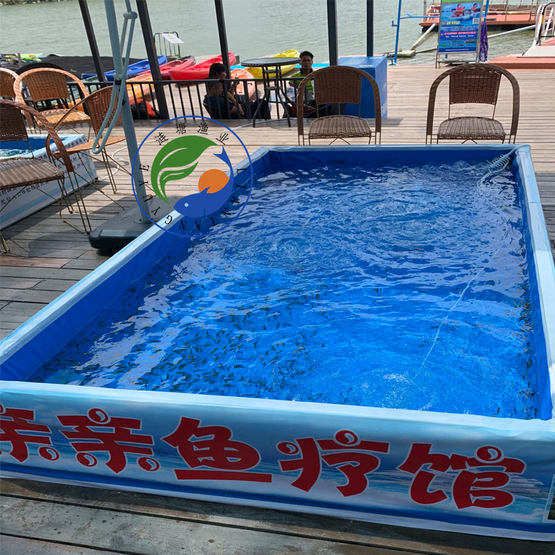 土耳其亲亲鱼足疗鱼活体鱼疗小鱼温泉鱼足疗泡脚咬脚鱼星子鱼批发