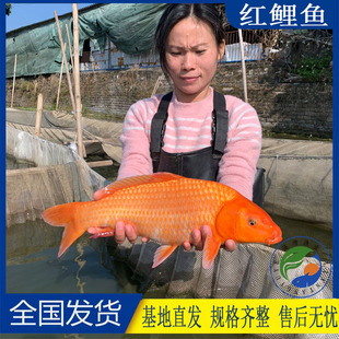 兴国红鲤鱼苗特大红鲤鱼生态观赏鱼包活淡水红鲤活鱼苗批发小锦鲤