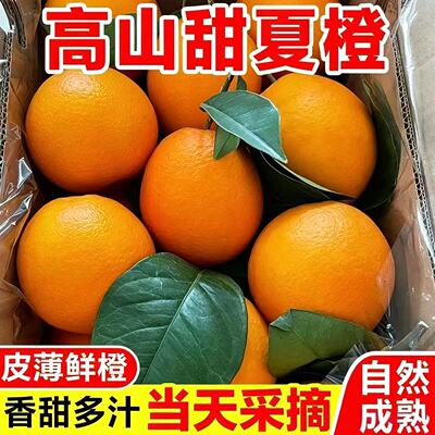 正宗广西桂林高山夏橙当季新鲜橙子现摘手剥甜橙孕妇水果酸甜多汁