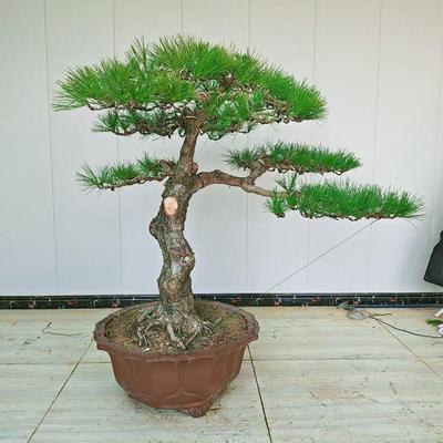 原生老桩黑松盆景 造型黑松 短针黑松庭院客厅造型盆景 一图一拍