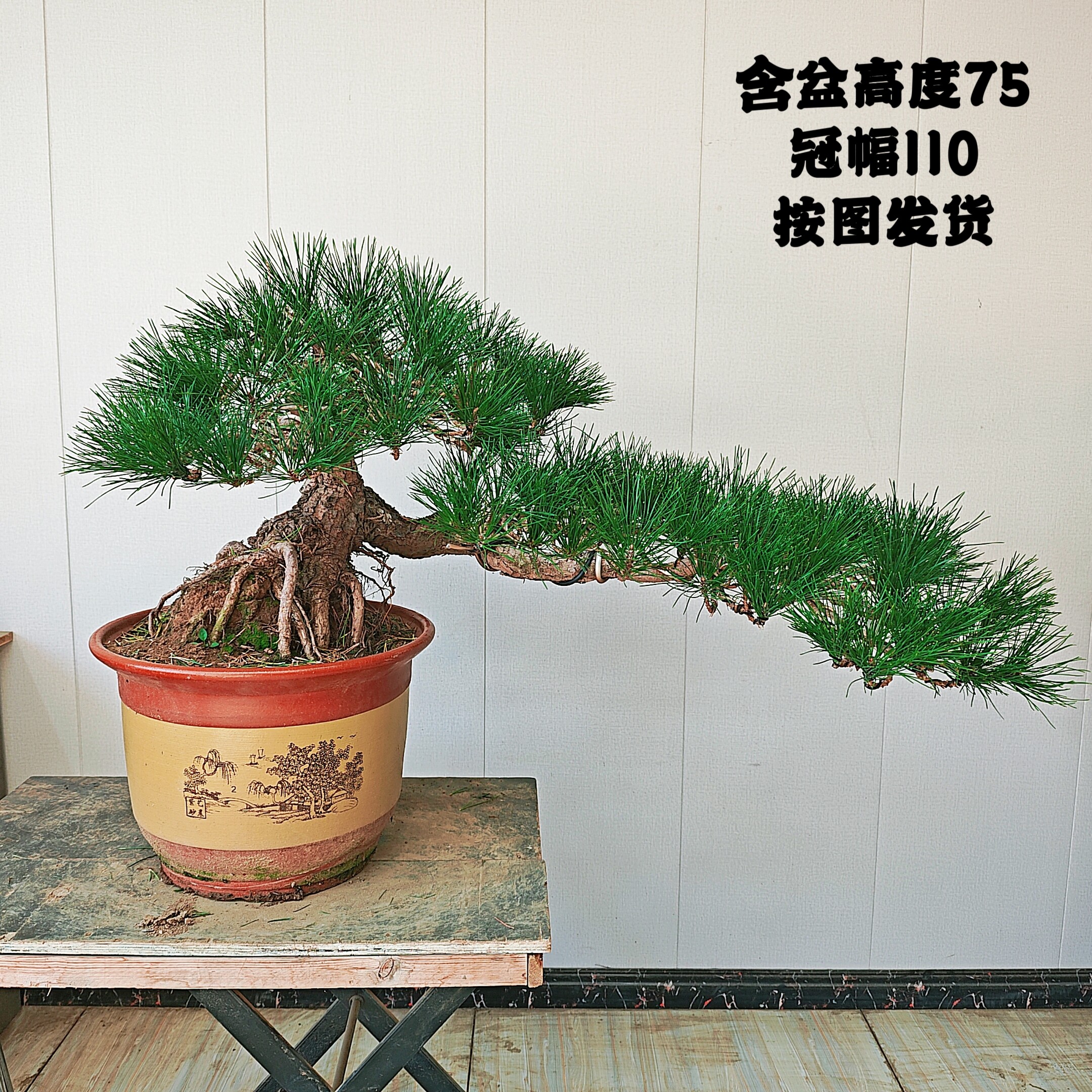 悬崖造型黑松盆景树桩 假山喷泉造景 临水悬崖黑松 按图发货