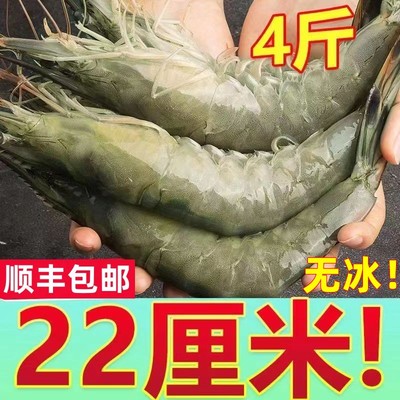 超大号盐冻虾！只只分离活虾速冻