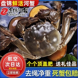 盘锦河蟹无绳净重新鲜盘锦螃蟹鲜活稻田蟹整只海鲜整箱礼盒团购