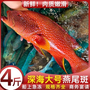 燕尾斑鲜活大号冷冻新鲜红石斑鱼东星斑龙胆深海海鲜整箱批发包邮