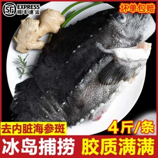 新鲜海参斑鱼3-4斤左右/条进口冰岛海参斑鱼石斑鱼年货礼盒装顺丰