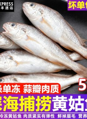 新鲜速冻黄姑鱼商用海鲜