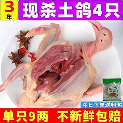 鸽子新鲜现杀农家散养老鸽子原粮土鸽生鲜冷冻煲汤鸽子肉顺丰包邮