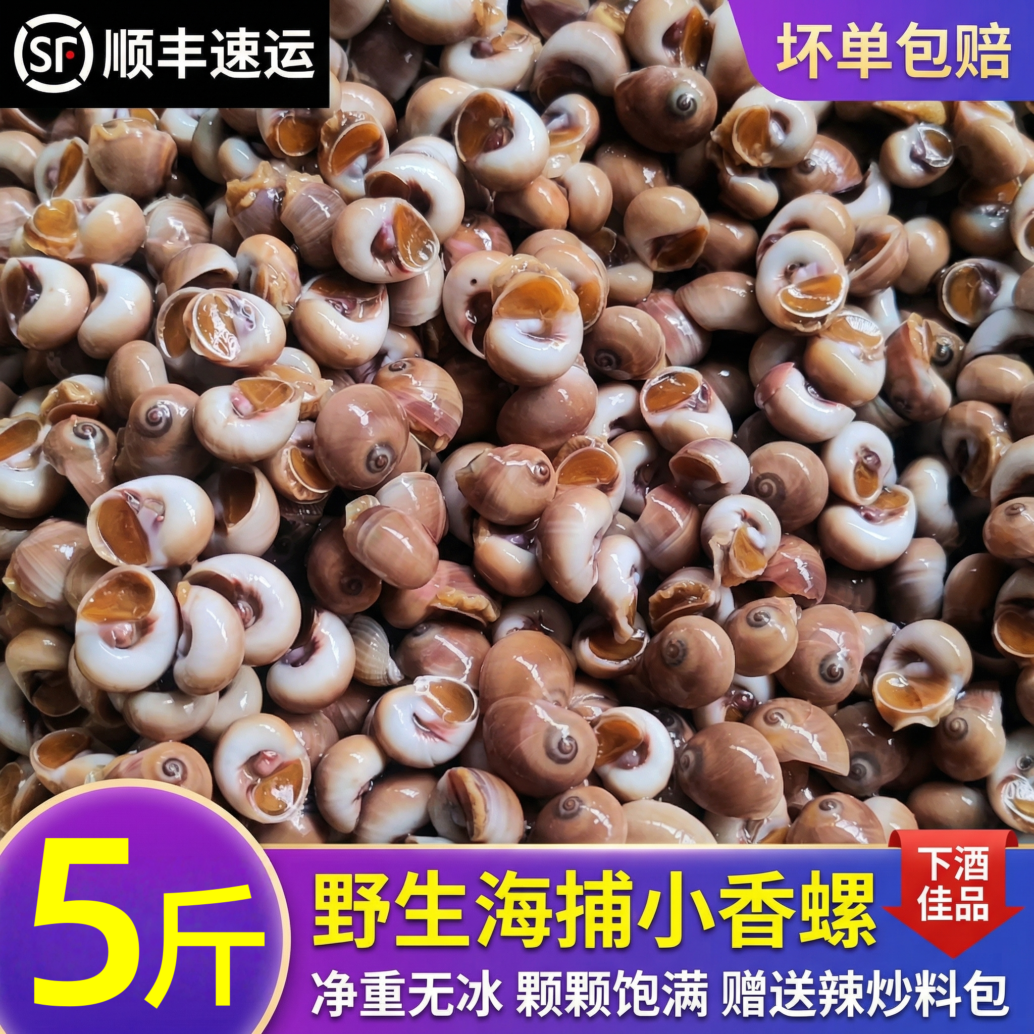 红腚香螺鲜活速冻小香螺野捕香螺肉甜螺肚脐螺水产捞汁小海鲜商用
