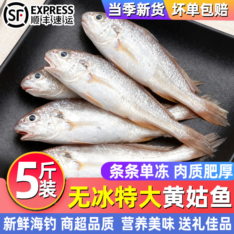 黄姑鱼新鲜速冻黄姑子大号鲜活黄姑鱼春子鱼海鲜水产商用批发顺丰