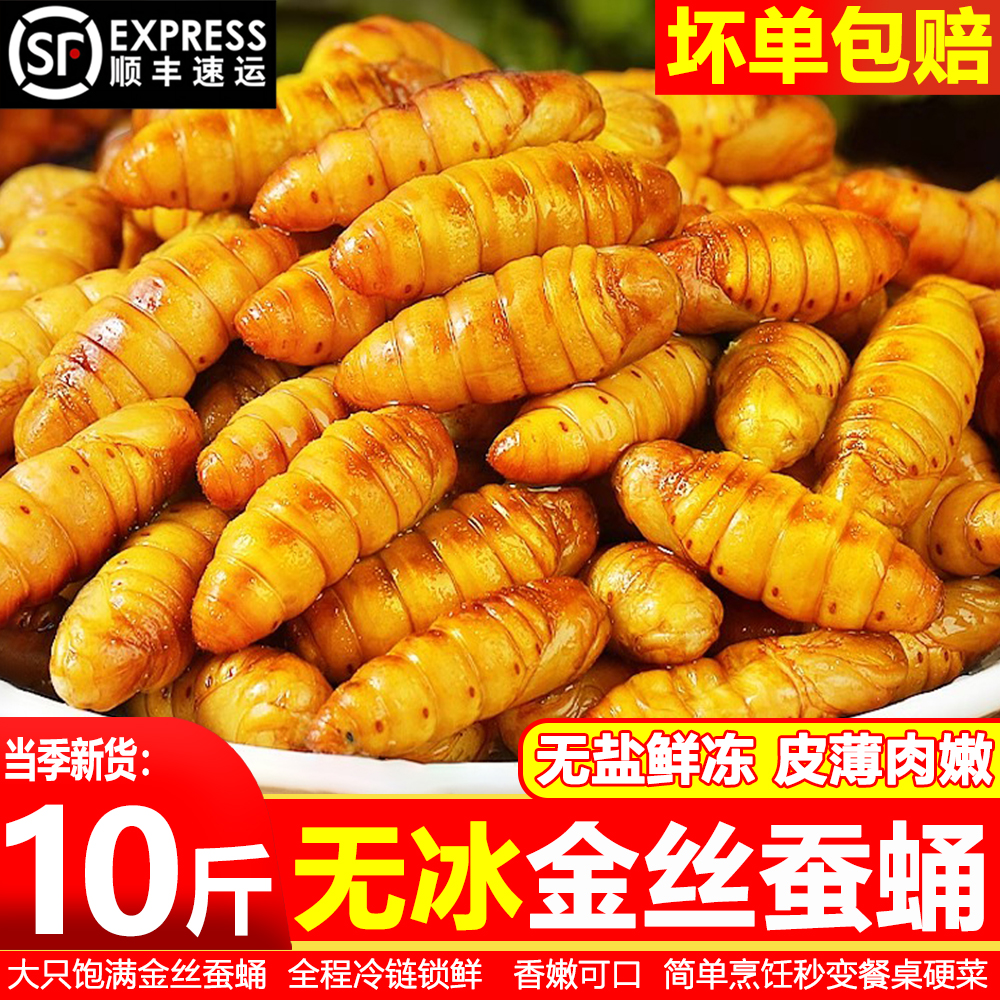 新鲜金丝蚕蛹商用烧烤