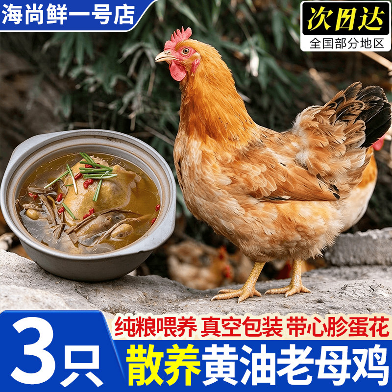 农家散养走地老母鸡3只冷冻现杀