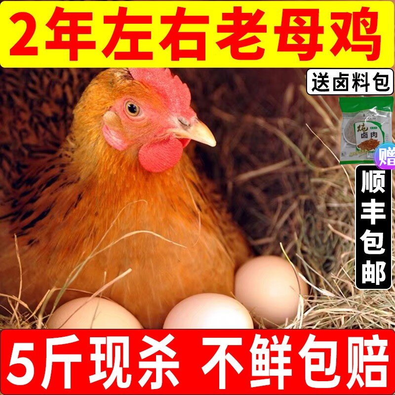老母鸡土鸡农家散养正宗土鸡走地鸡新鲜现杀整只黄油母鸡顺丰包邮