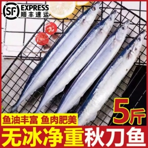 深海秋刀鱼新鲜海捕特大号鲜活冷冻日式料理烧烤海鲜水产年货批发