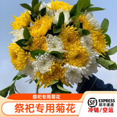 A级高品质祭祀菊花 扫墓祭祀专用菊花 清明节黄菊花白菊花大菊花