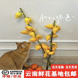 五代果五代同堂果黄金果小猪佩奇果福禄果 乳茄果 云南鲜花基直发