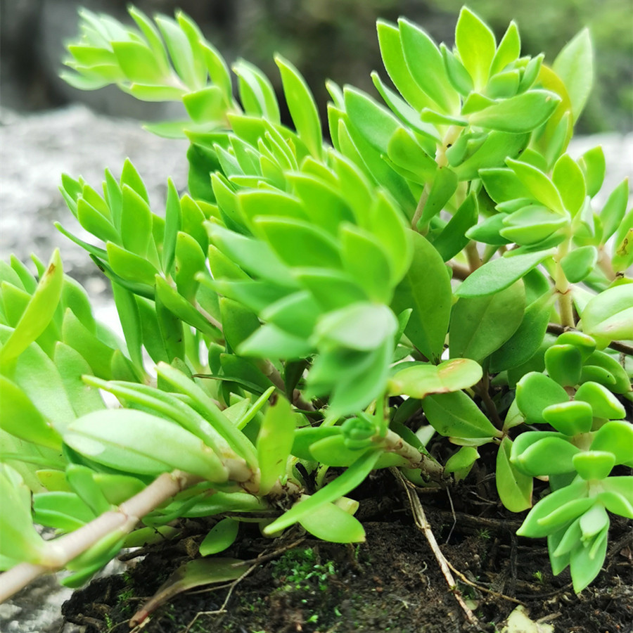 贵州深山里野生垂盆草软肝草可食用盆栽防辐射净化空气新鲜狗牙瓣