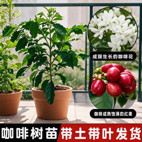 咖啡果苗盆栽咖啡豆树苗云南小粒鲜果咖啡树苗卡迪姆四季常青果苗