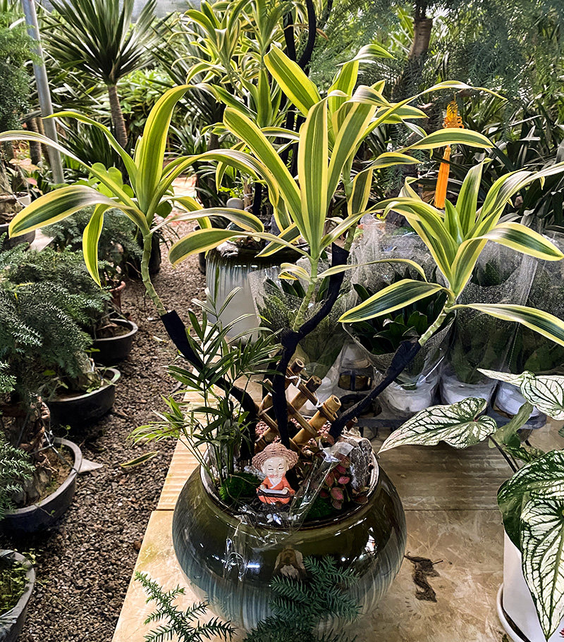 百合竹大盆栽大型老桩真绿植室内客厅办公室小苗金心金边造型植物图片