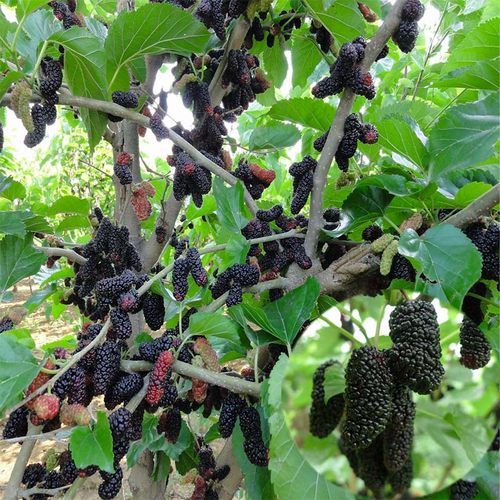 台湾长果当年结果黑桑椹树苗