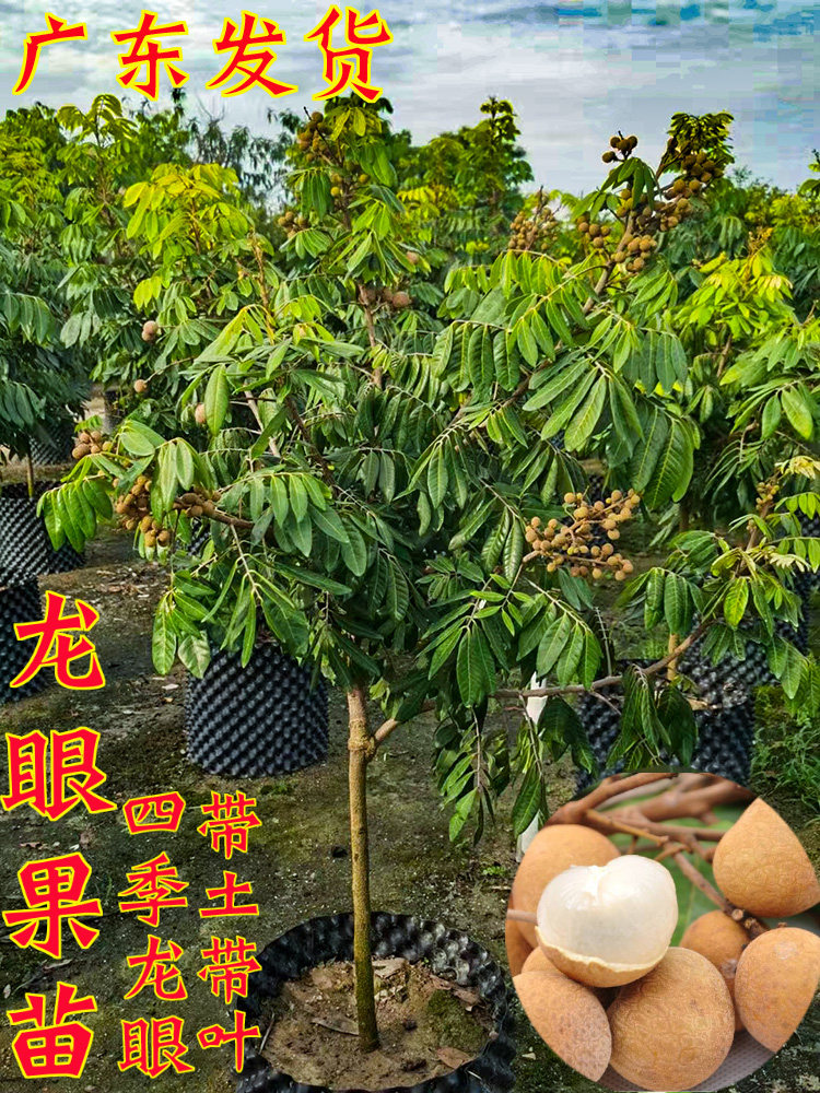 正宗龙眼树苗嫁接石碣古山果树苗桂圆树苗盆栽地栽四季水果树苗
