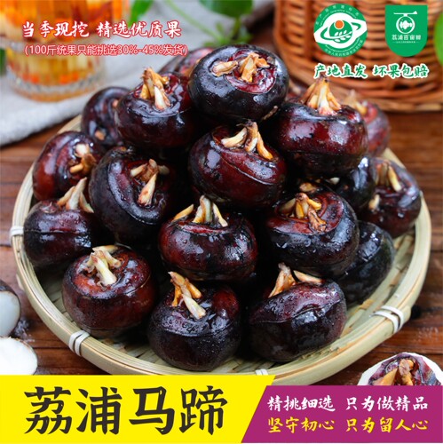 新鲜马蹄广西荔浦正宗现挖地梨菩荠爽脆甜无渣中大果生吃孕妇水果 - 封面