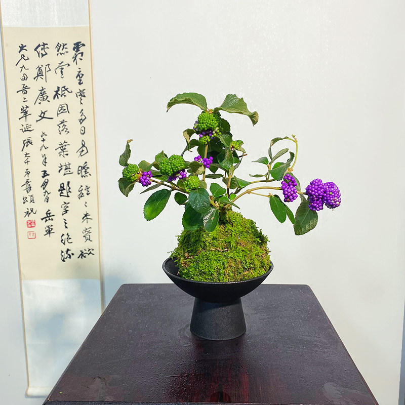 【紫珠】苔藓球（带果发货）绿植阳台窗台散射光线好看耐养绿植,鲜花速递/花卉仿真/绿植园艺,绿植,淘宝优惠券,粉丝福利购,淘宝优惠卷