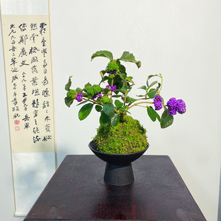 【紫珠】苔藓球（带果发货）绿植阳台窗台散射光线好看耐养绿植