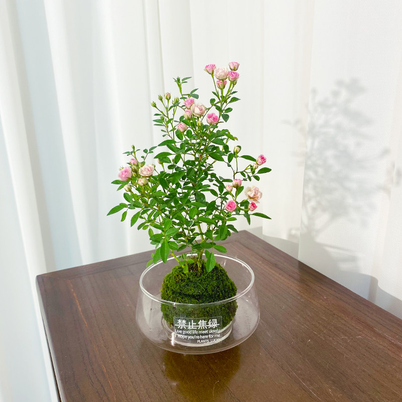 【超微月季】苔藓球四季室内绿植茶室耐活苔藓微景观