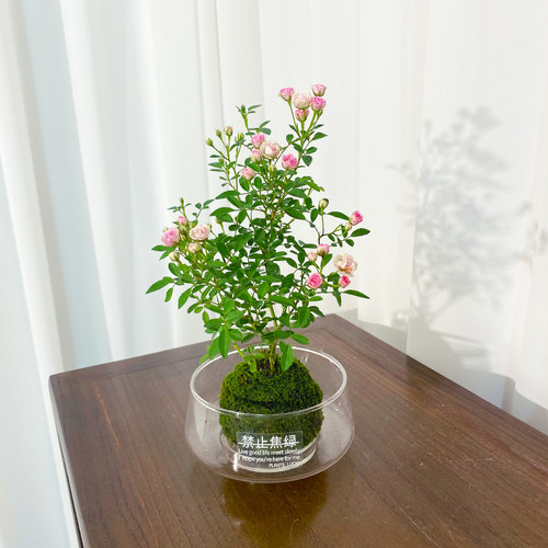 【超微月季】苔藓球四季室内绿植茶室耐活苔藓微景观