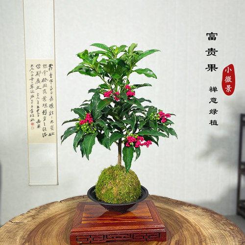 【富贵果】苔藓球绿植（带果发货）窗台阳台好养耐活绿植