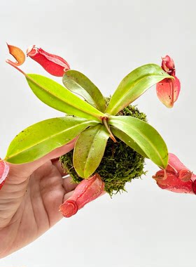 【猪笼草】苔藓球室内栽培垂吊趣味耐阴植物客厅卧室摆放
