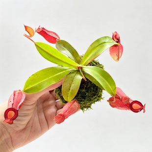 【猪笼草】苔藓球室内栽培垂吊趣味耐阴植物客厅卧室摆放