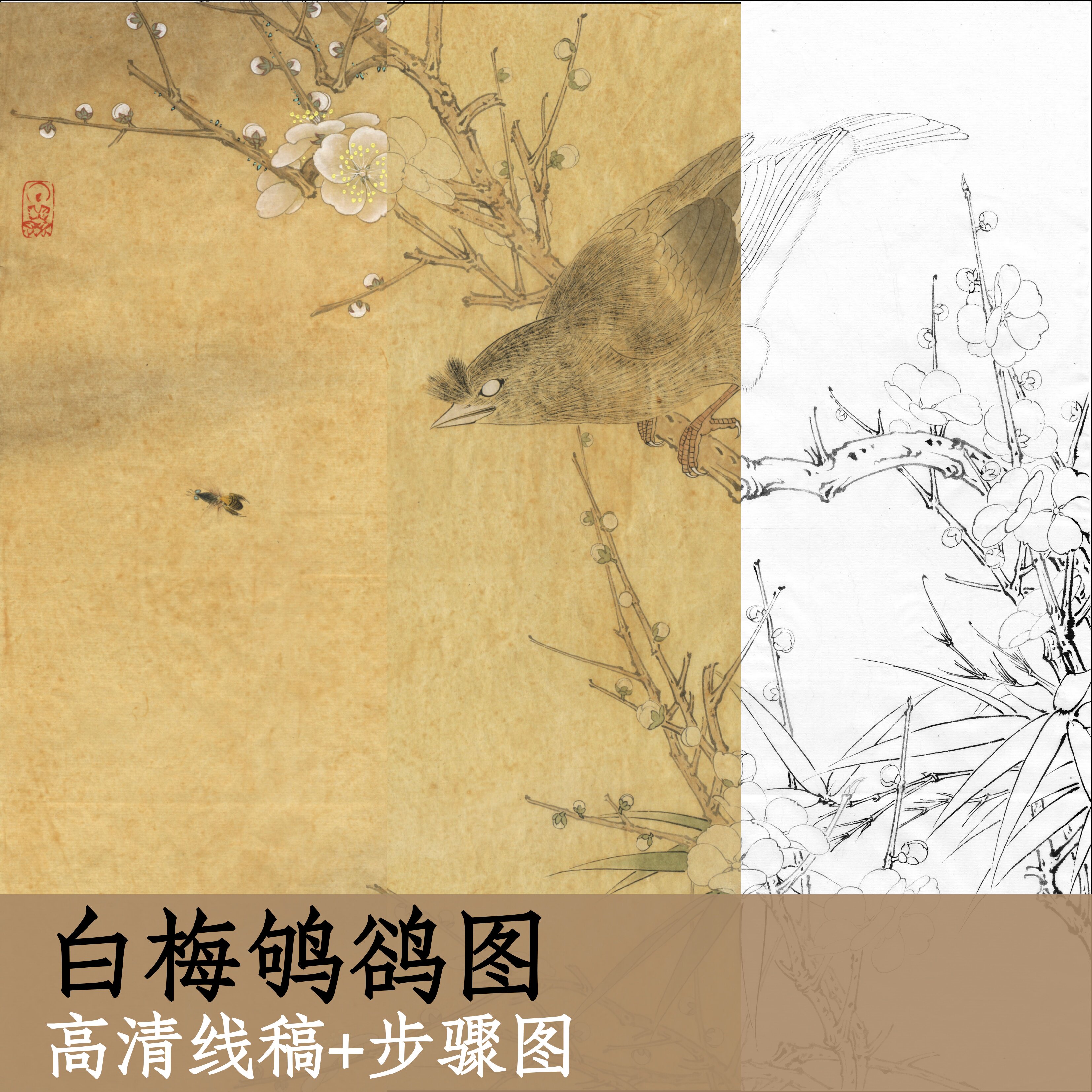 白梅鸲鹆图/高清白描底稿+步骤图电子版/国画工笔花鸟画临摹x212
